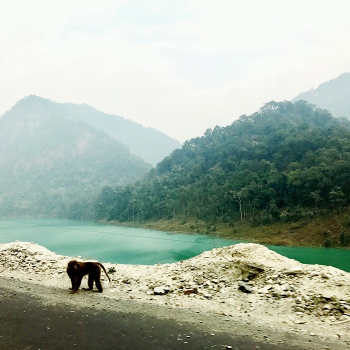 Most of the four hour drive from Bagdogra airport to Gangtok is along the Teesta river. 